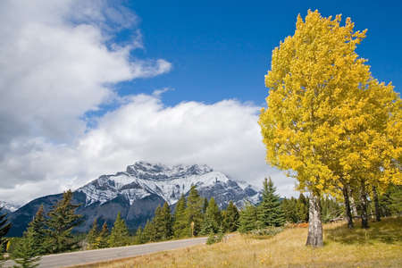 Colorful autumn leaves and beautiful fall outdoors nature landscapes of trees