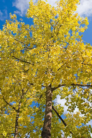 Colorful autumn leaves and beautiful fall outdoors nature landscapes of trees