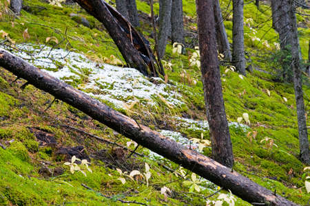 Forest floor with green moss and fallen trees with wet bark