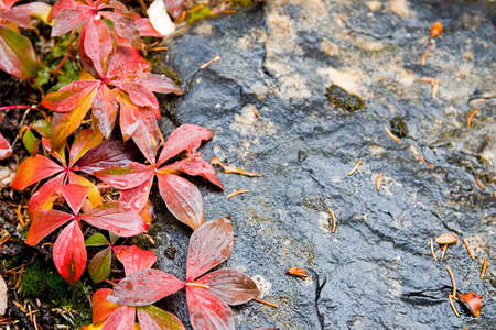 Colorful autumn leafs and tree branches wet with rainの写真素材