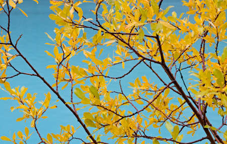 Colorful autumn leafs and tree branches wet with rainの写真素材