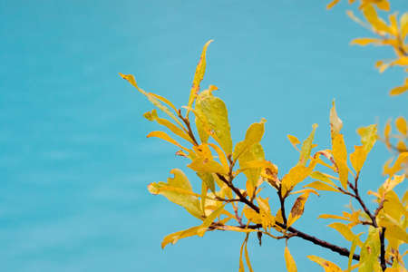 Colorful autumn leafs and tree branches wet with rainの写真素材
