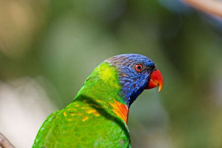 Bright colored Lorikeet birds in a wild aviaryの写真素材