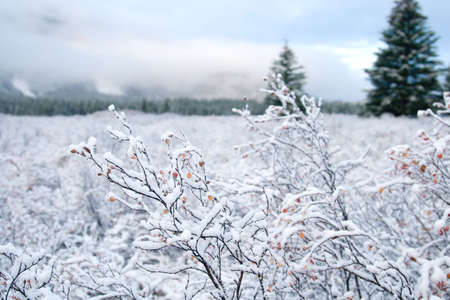 Snow covered landscapes in winter just in time for  and holiday seasonの写真素材