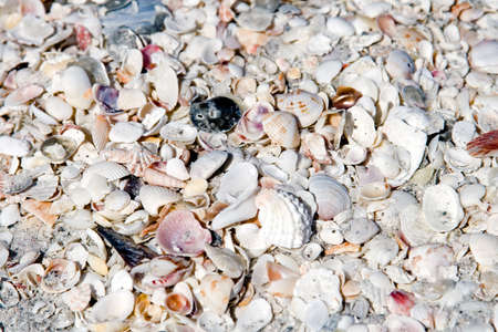 Seashells in mass on the beach on an island inflorida