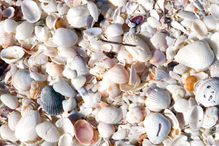 Seashells in mass on the beach on an island inflorida