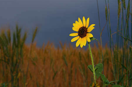 Wheat fields on the front range of Colorado USAの写真素材