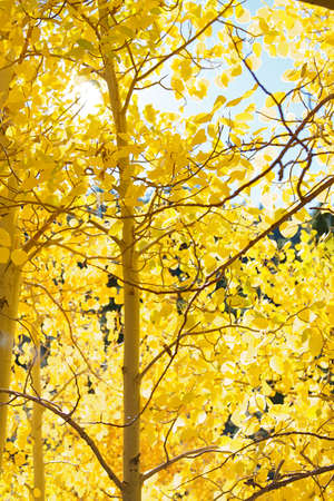 Eastern Sierra mountain range in full autumn colorsの写真素材