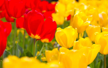 Vibrant Spring Flowers in full bloom in purples, pinks and whitesの写真素材