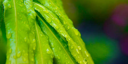 Tropical Green Leafs after a Rainfall with Wet Rain Drops