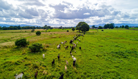 From a high vantage point, a herd of cattle grazes peacefully across a vast, vibrant green meadow under a dramatic cloudy sky. This pastoral scene captures the essence of free-range farming, sustainable agriculture, and the serene beauty of the rural countryside.の素材