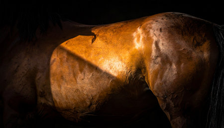 A dramatic spotlight reveals the powerful, sculptural form of a horses back against a deep black background. The warm, golden light highlights the intricate muscle definition and the rich texture of its coat, creating an elegant and mysterious fine art portrait of equine strength and beauty.の素材