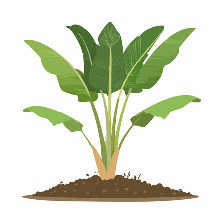 A vibrant illustration of a young banana plant taking root in rich soil.のイラスト素材