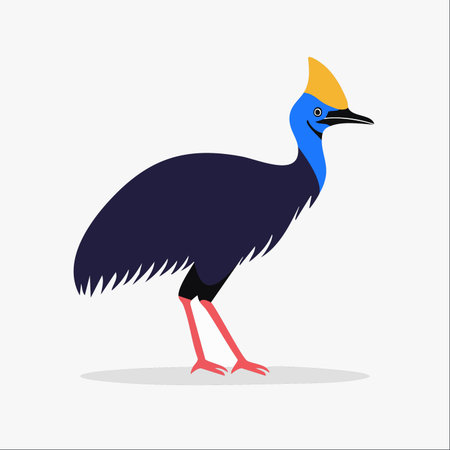 A simple and elegant vector illustration of a Southern Cassowary, standing proudly against a clean white background.のイラスト素材