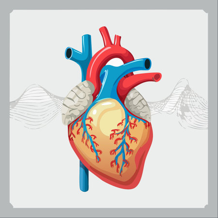 A detailed and colorful vector illustration of the human heart, showcasing its complex anatomy including arteries and veins.のイラスト素材
