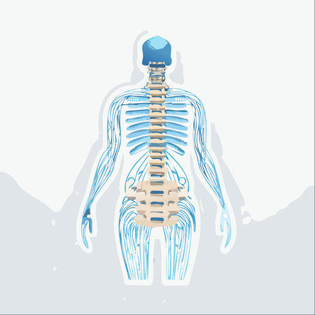 A stylized posterior view of the human vertebral column and the intricate network of the nervous system.のイラスト素材
