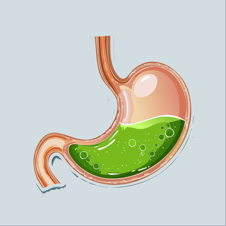 A detailed vector illustration showing the human stomach in cross-section. Inside, green gastric acid bubbles, representing the powerful digestive process.のイラスト素材