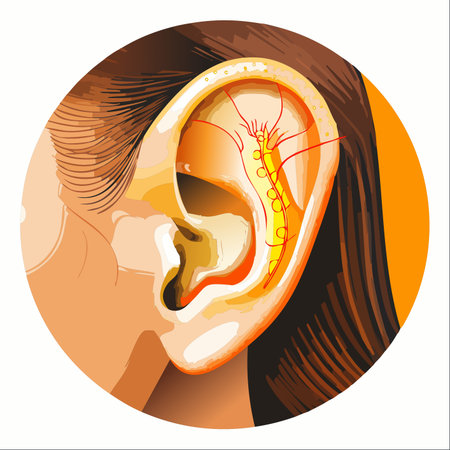 A detailed vector illustration showcasing the intricate map of auriculotherapy points on the human ear.のイラスト素材