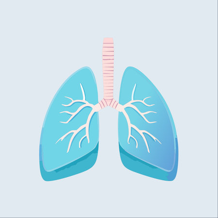A clean and simple vector illustration of healthy human lungs, representing the vital respiratory system.のイラスト素材