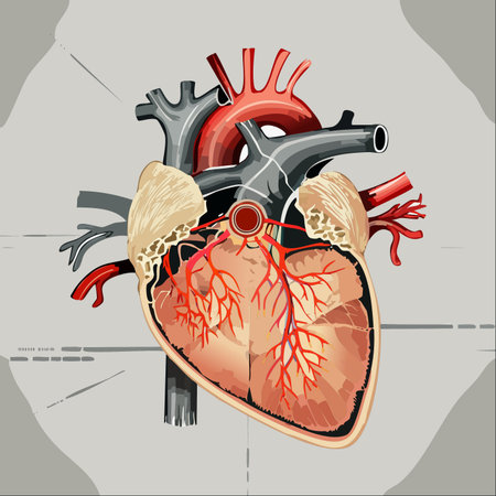 A detailed and accurate anatomical illustration showing a cross-section of the human heart.のイラスト素材