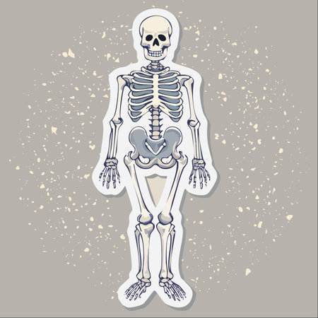 A detailed yet stylized illustration of a full human skeleton, presented as a sticker against a textured grunge background.のイラスト素材