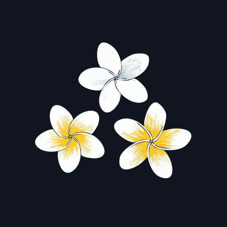 A beautiful set of three hand-drawn plumeria flowers, capturing the delicate essence of the tropics.のイラスト素材