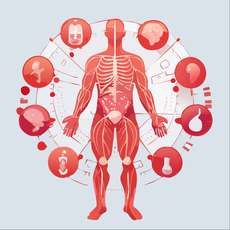 A detailed infographic illustrating the complex network of human anatomy.のイラスト素材