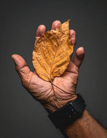 A weathered, wrinkled hand gently holds a single, dry autumn leaf against a simple gray background.の素材