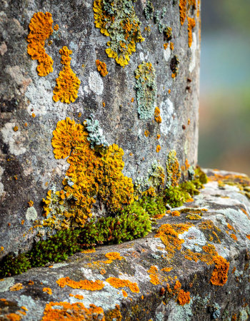 A close-up view reveals a miniature world of vibrant life.の素材