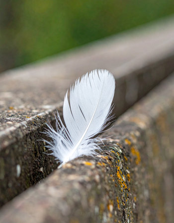 A single, delicate white feather rests gently on a weathered, moss-covered surface.の素材