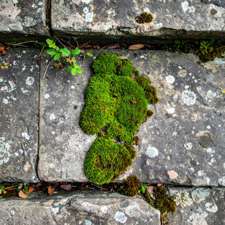 In a forgotten corner, nature leaves its own gentle mark.の素材