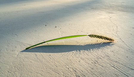 A single green leaf rests peacefully on the soft, rippled sand, bathed in the warm glow of the morning sun.の素材