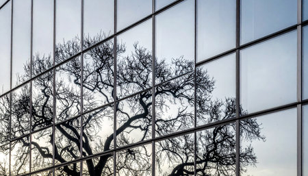 The stark silhouette of a leafless winter tree is mirrored in the sleek glass facade of a modern office building.の素材