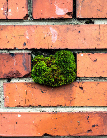 In the rigid, uniform lines of an old brick wall, a vibrant clump of green moss defies the odds.の素材