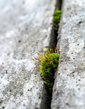 In the hard, gray world of concrete and stone, a tiny patch of vibrant green moss emerges, a powerful symbol of life's persistence and the ability to thrive in the most unlikely places.の素材
