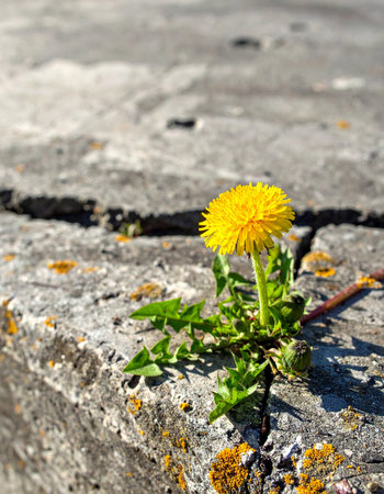 A single, vibrant yellow dandelion defiantly pushes through a crack in old, weathered concrete.の素材