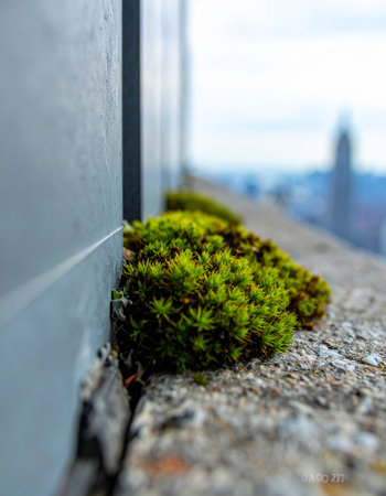 In the heart of the bustling city, a small patch of vibrant green moss tenaciously clings to a concrete ledge.の素材
