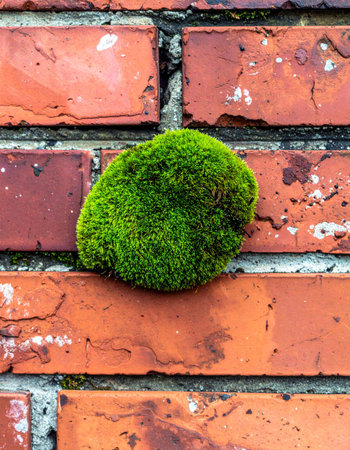 A single, vibrant clump of green moss emerges with determination from the weathered cracks of an old red brick wall.の素材