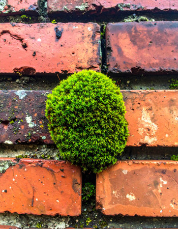 A single, vibrant clump of green moss thrives in the space between old, weathered red bricks.の素材