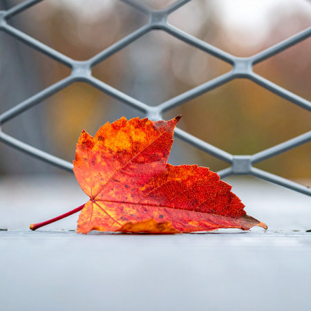 A single, vibrant red leaf rests against a cold, industrial metal fence, a poignant symbol of nature's resilience in an urban setting.の素材