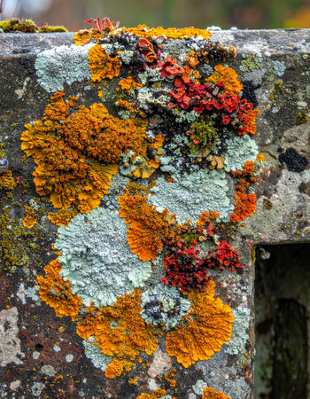 A close-up view reveals a miniature world of vibrant life, where a diverse colony of orange, green, and red lichen creates a stunning natural mosaic on the surface of an old, weathered stone.の素材