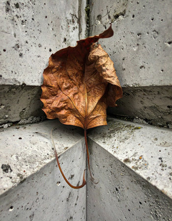 A single, brittle autumn leaf finds its final resting place, caught in the unyielding corner of a concrete structure.の素材