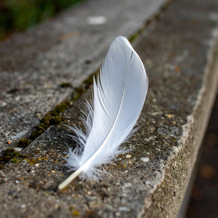 A single, delicate white feather rests gently upon a rough, moss-covered stone ledge.の素材