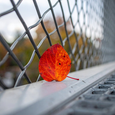 A single, vibrant red autumn leaf finds a resting place on a cold metal ledge against a chain-link fence.の素材
