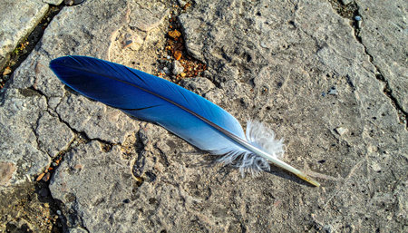 A single, brilliant blue feather rests upon a textured, cracked stone surface.の素材