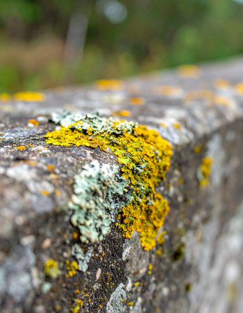 A macro perspective reveals the intricate and vibrant world of yellow and green lichen thriving on the weathered surface of an old stone wall.の素材