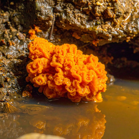 A close-up of a brightly colored orange freshwater sponge, a unique aquatic organism, thriving on a wet rock at the edge of murky water in a dark, natural cave environment.の素材