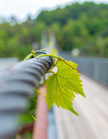 In a striking display of tenacity, a single, vibrant green vine leaf emerges, wrapping itself around a thick industrial cable.の素材