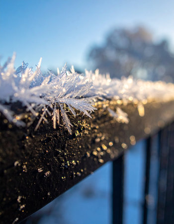 Delicate ice crystals catch the first golden rays of a winter sunrise.の素材