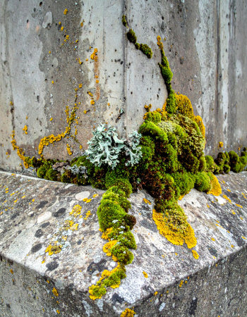 A close-up view captures the tenacious beauty of nature reclaiming a man-made structure.の素材